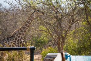 una jirafa está de pie junto a un árbol en Vuyani Safari Lodge, en Hoedspruit