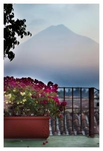 a pot of flowers on a balcony with a view of the ocean at Meson de Maria in Antigua Guatemala