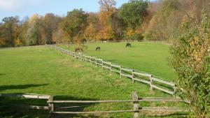 two horses grazing in a field next to a fence at Hotel Landhaus Lahmann in Bad Eilsen