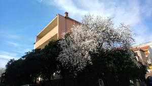 a tree with white flowers in front of a building at Split Symphony Garden: Modern, new Apartment (4+1), 5 min walk to ˝Firule˝ SAND BEACH, 12 min walk to CITY CENTER in Split