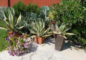 un grupo de plantas en macetas en un jardín en B&B Le Stanze di Amelie, en Povegliano Veronese