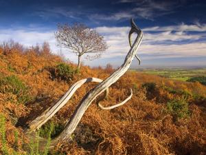 a branch on top of a hill with a tree at The Hood Arms in Kilve
