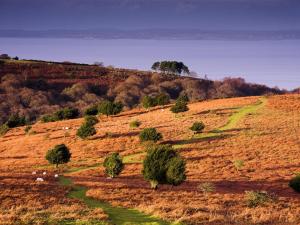 a field with trees on top of a hill at The Hood Arms in Kilve