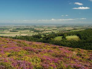 a field of purple flowers on top of a hill at The Hood Arms in Kilve
