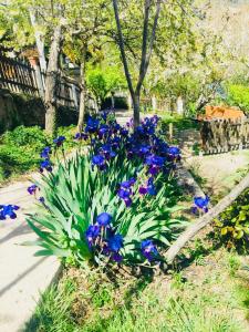 Ein Haufen blauer Blumen im Garten in der Unterkunft Barranco de la Salud in Laroles