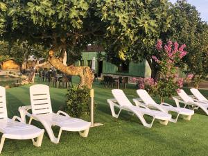 un grupo de sillas sentadas en la hierba bajo un árbol en Veragua. Glamping y Apartamentos turísticos, en Villanueva de la Vera