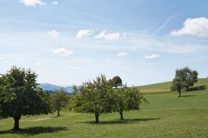 eine Gruppe von Bäumen auf einem grünen Feld in der Unterkunft Bio Garni Möschberg in Grosshochstetten