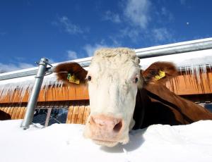 a cow is standing in the snow at Biobauernhof Brandlhof in Ramsau am Dachstein