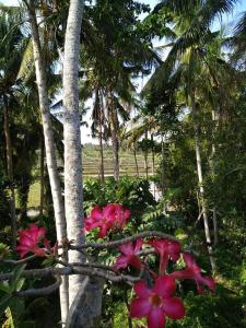 Ein Garten an der Unterkunft Kenari House