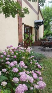 a garden of pink flowers in front of a building at Pension Am Holzgraben in Lübbenau