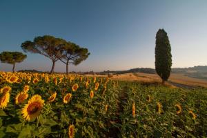 un campo de girasoles con árboles en el fondo en Villa Cozzano, en Pozzuolo