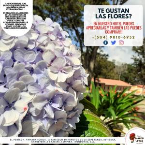 un póster para un espectáculo de flores con una foto de lilas en Hotel Huella Lenca, en La Esperanza