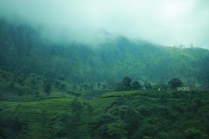 a misty hillside with tea plantations on a mountain at Blanket Hotel & Spa in Munnar