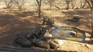 a group of hippos laying on the ground next to a water hole at Aloes Bush Stay in Hoedspruit