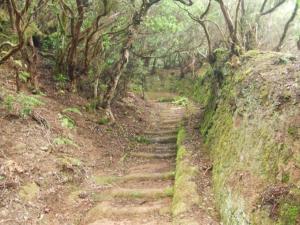a dirt trail with stairs in a forest at Casa del Cu bano B- Biosphere Reserve in Santa Cruz de Tenerife
