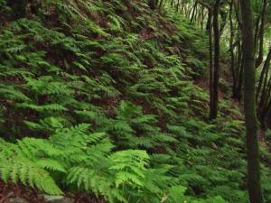 a forest with green plants on the side of a hill at Casa del Cu bano B- Biosphere Reserve in Santa Cruz de Tenerife