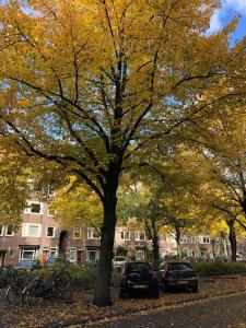 a tree with yellow leaves in front of a building at Fantastic Bright Penthouse in Amsterdam