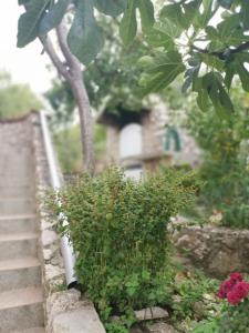 Fotografia z galérie ubytovania Apartmani Kike Šibenik v Šibeniku