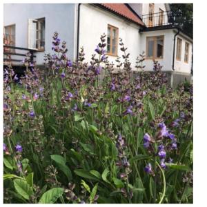 HavdhemにあるSilte Siglajvs 147の紫の花の庭園