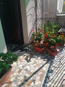Zahrada ubytování Hotel Mariana