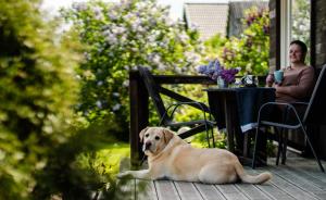 a dog laying on a deck next to a table at Dandzenieki in Pāvilosta