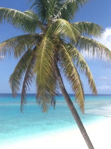 a palm tree on a beach with the ocean at The Sands Hotel in Cockburn Town