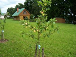 Zahrada ubytování Holiday Home Dālderi