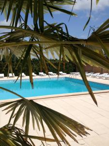 Cerca de una palmera junto a una piscina en Chambres d'hôtes Le Pessac en Vielmur