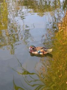 a duck swimming in a body of water at Penzion Kosky in Hamr
