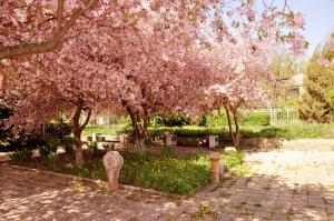 a park with pink flowering trees and a brick sidewalk at Hotel Kuzbass in Shakhty