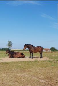 un gruppo di cavalli in piedi in un campo di Ferienapartment Wiese & Meer auf Rügen a Neddesitz