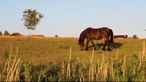 Afbeelding uit fotogalerij van Ferienapartment Wiese & Meer auf Rügen in Neddesitz