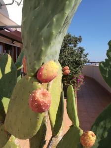 a close up of a green cactus with mushrooms on it at IsolaAzzurra in Monopoli