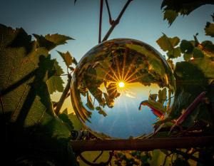 um close-up de uma bola de vidro em uma planta em Borgo Santuletta em Santa Giuletta