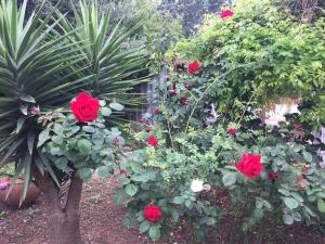 un giardino con rose rosse e una pianta di Il Giardino della Foglia a Bari Palese
