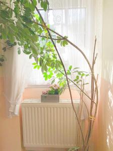 Fotografie z fotogalerie ubytování Pension Huber v destinaci Klosterneuburg
