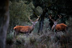 Foto da galeria de Eco-Lodge en la Reserva Privada Campanarios de Azaba - Proyecto de Conservación em Espeja