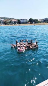 Fotografie z fotogalerie ubytování Ege Otel v destinaci Cesme