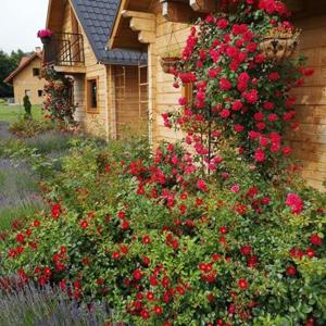 um arbusto de flores vermelhas em frente a uma casa em Domki Polanica em Polanica-Zdrój