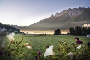 a field with flowers in the foreground with mountains in the background at Hotel Cristallo in Dobbiaco