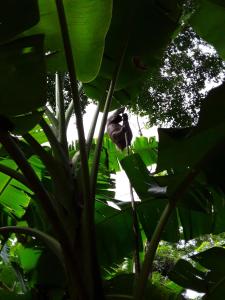 Vrt ispred objekta El Toucan Loco Floating Lodges