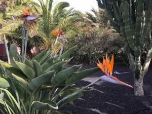Vonkajšia záhrada v ubytovaní Casa Panama,in der Finca Mimosa