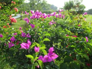 Joel's Garden 悠爾庭園古厝民宿外面的花园