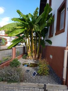 a palm tree in front of a building at marielies-urlaubsstube in Meißenheim