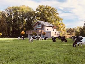 a herd of cows grazing in a field in front of a house at Swiss Lake Lodge in Noville