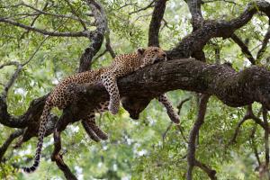 a cheetah sleeping on a tree branch at Tintswalo Safari in Manyeleti Game Reserve