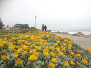 due persone in piedi sopra un campo di fiori gialli di Ocean Melody a Swakopmund
