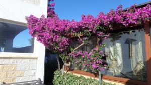 Zahrada ubytování B&B La Posada Stintino