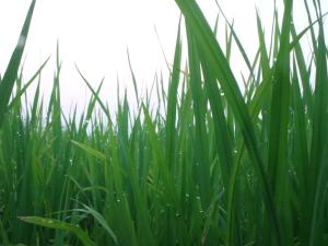 Fotografie z fotogalerie ubytování Maekarn Pool Villa v destinaci Ban Pa Ton