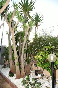 A garden outside CASA DI ALICE A 250 METRI DAL MARE